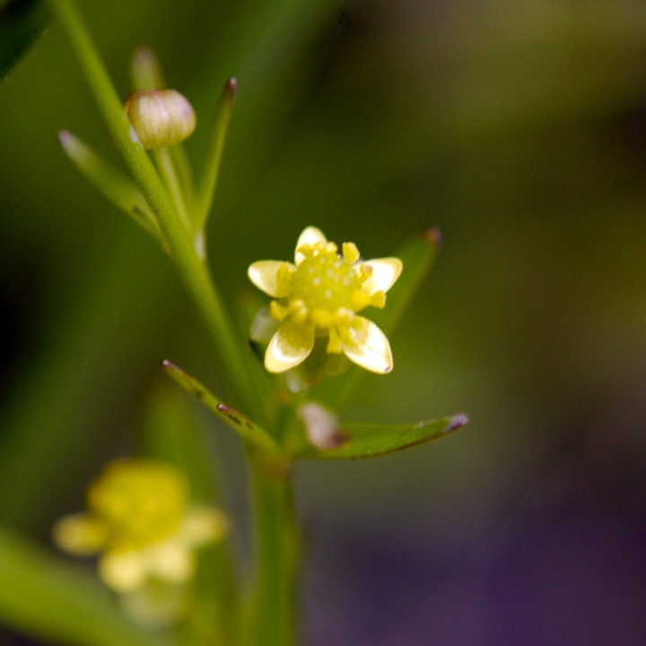 ranunculus abortivus l idneyleaf buttercup