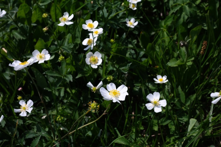 ranunculus aconitifolius aconite leaf buttercup