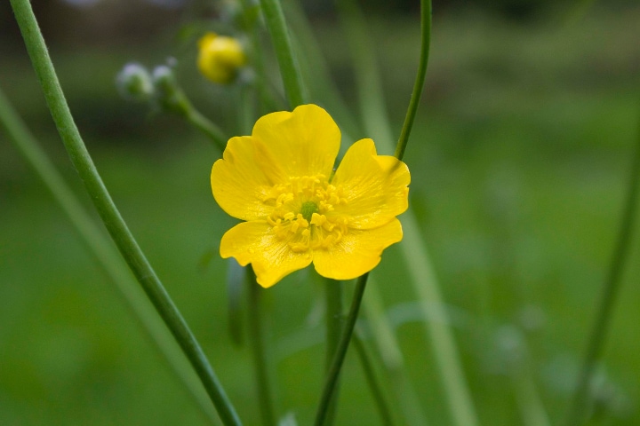 ranunculus acris meadow buttercup