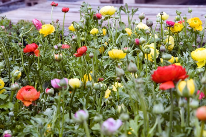 ranunculus asiaticus in different colors