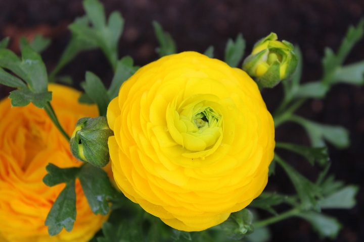 ranunculus asiaticus persian buttercup