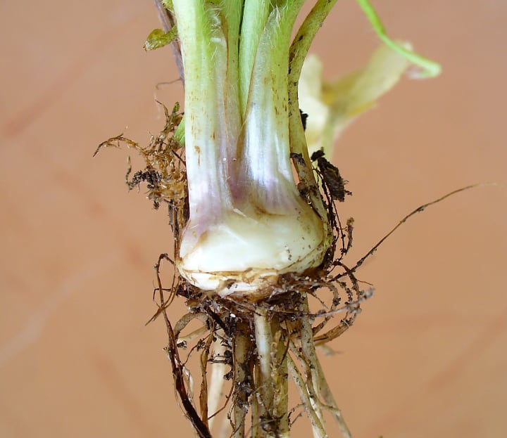 ranunculus bulb