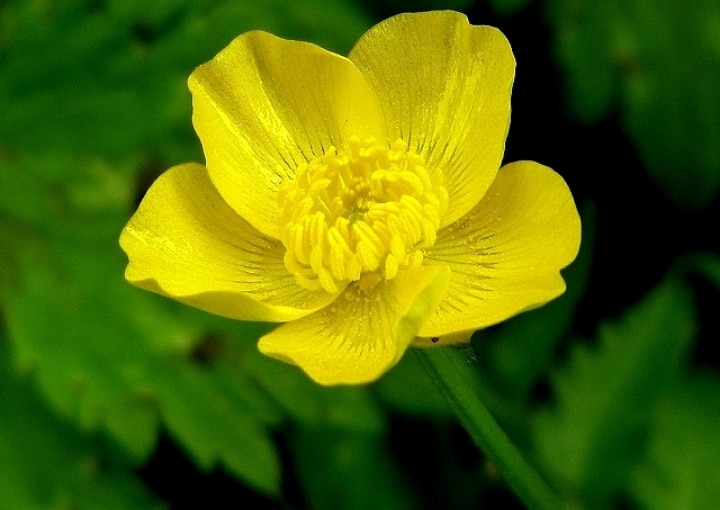 ranunculus bulbosus bulbous buttercups