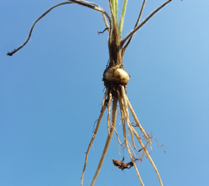 ranunculus bulbosus tubers