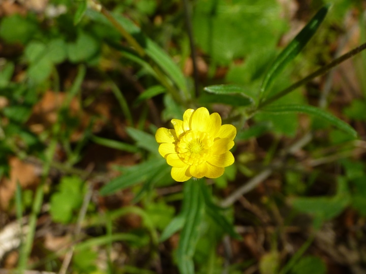 ranunculus californicus california buttercup