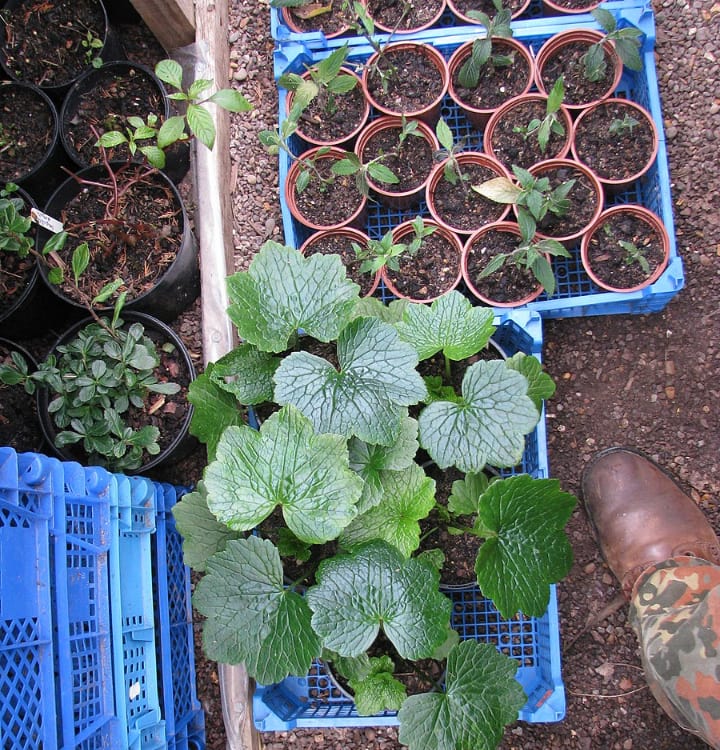 ranunculus cortusifolius in pots