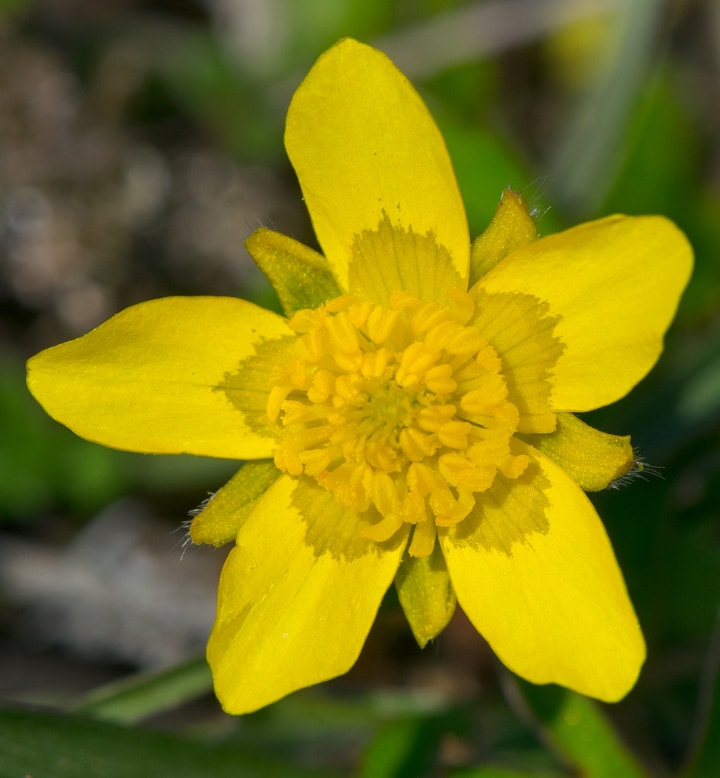 ranunculus fascicularis early buttercup