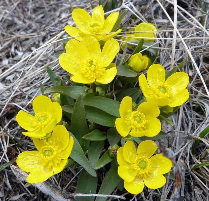 ranunculus glaberrimus sagebrush buttercup