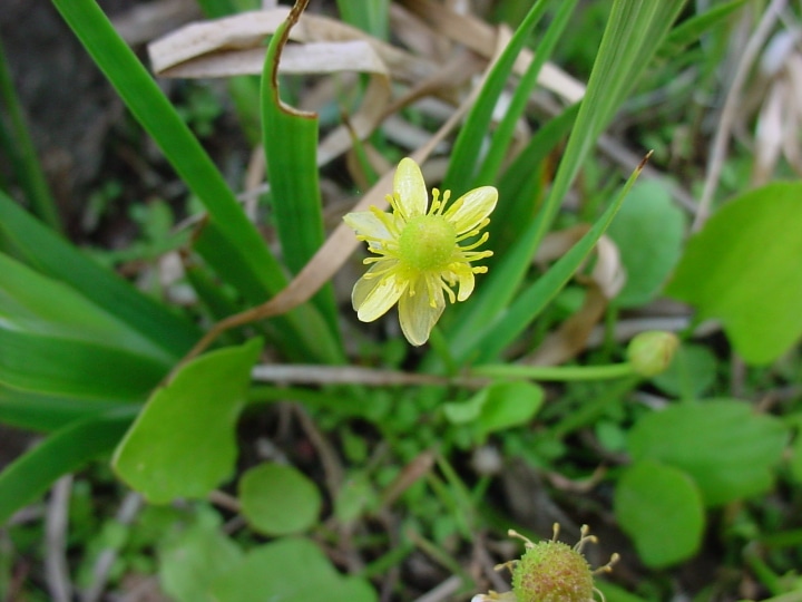 ranunculus hydrocharoides frogbit buttercup