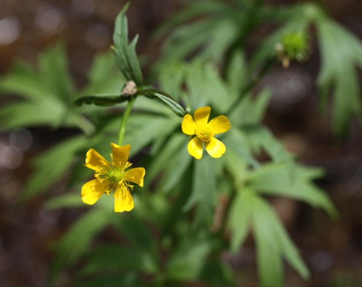 ranunculus orthorhynchus straightbeak buttercup