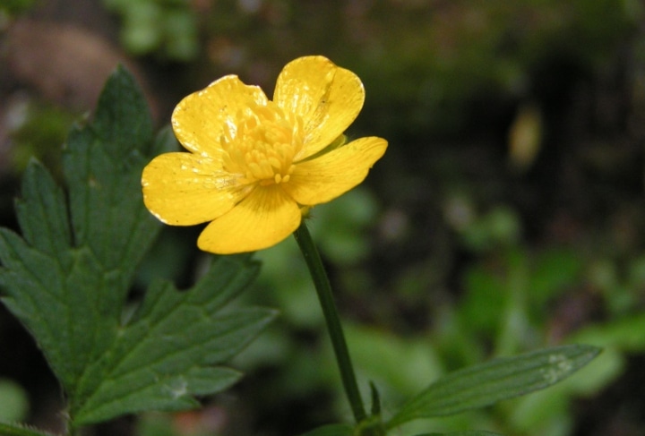 ranunculus repens creeping buttercup