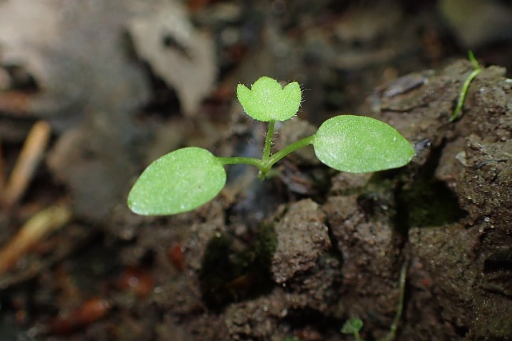 ranunculus repens seedling