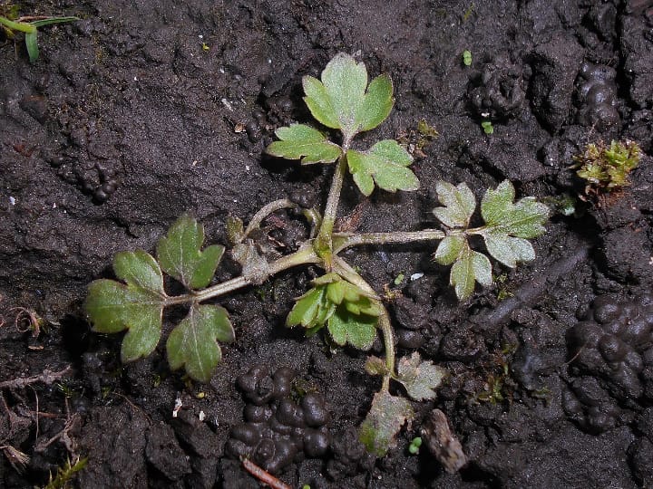 ranunculus repens soil