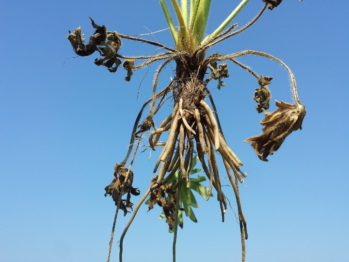 ranunculus roots