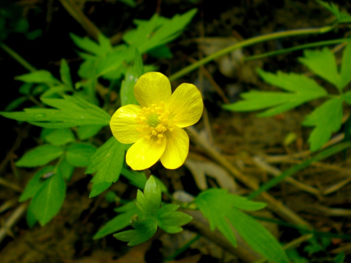 ranunculus septentrionalis swamp buttercup