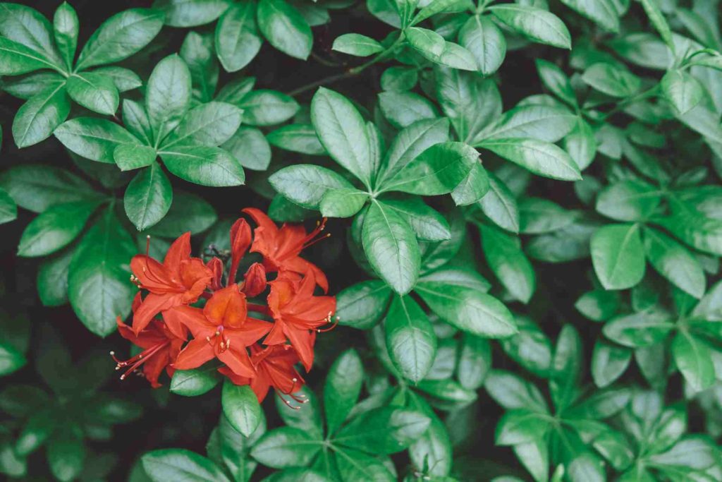 red azalea plant
