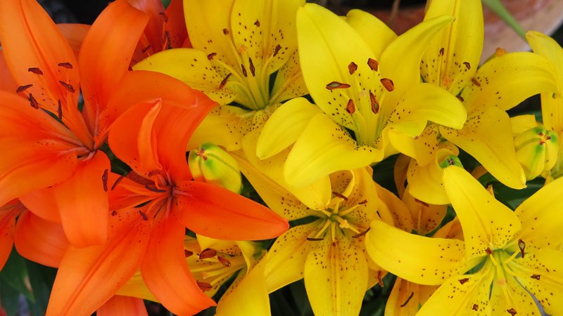 how to grow lilies red and yellow