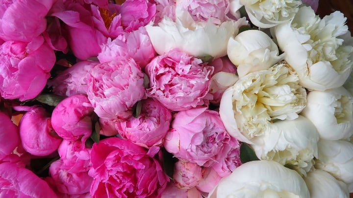 red pink white peonies