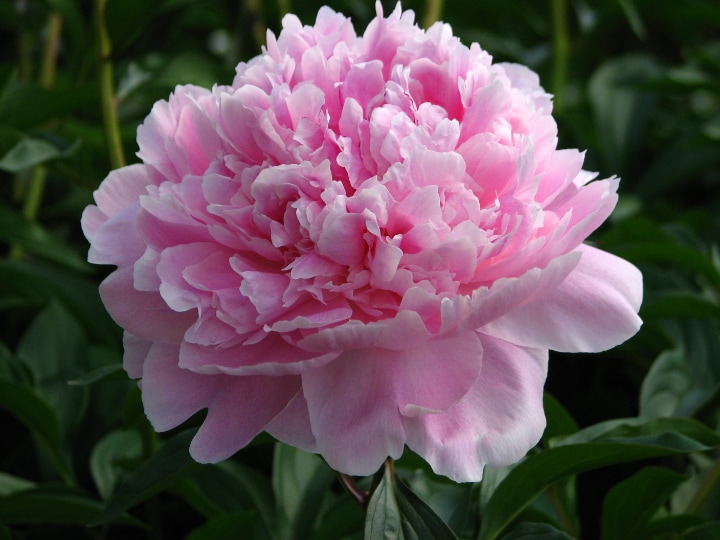 reine hortense peony