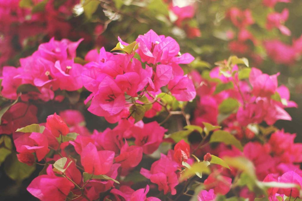 rose azaleas
