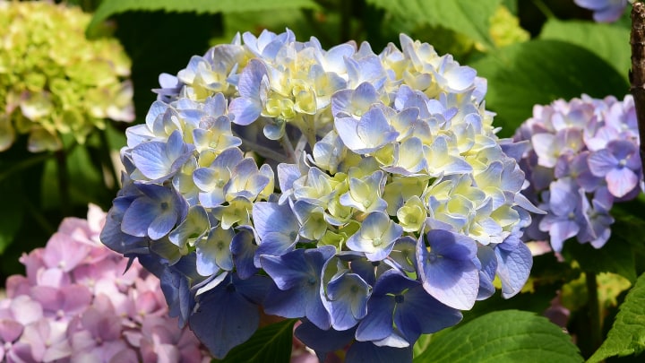 select hydrangea flowers