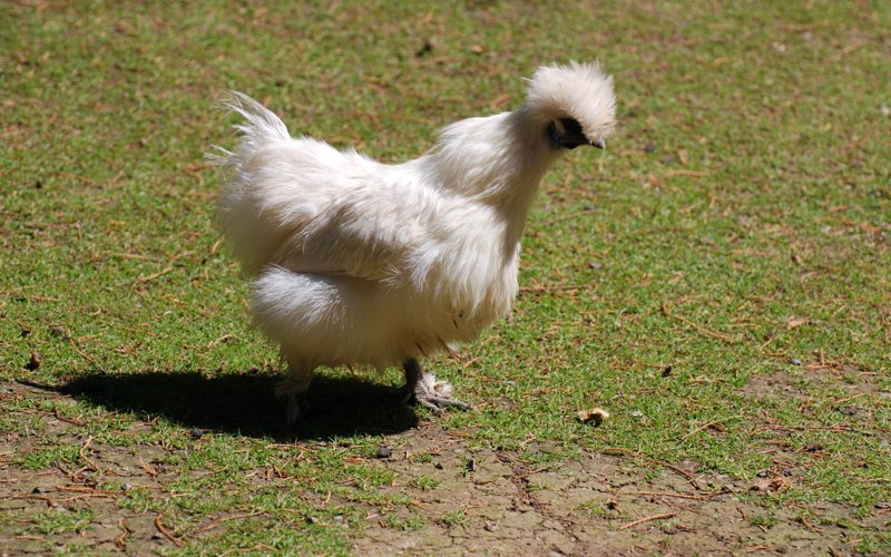 silkie chicken types breeds