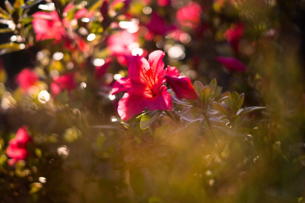 single azalea