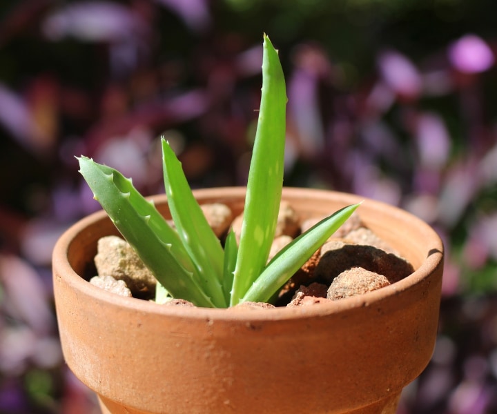 small aloe vera plant