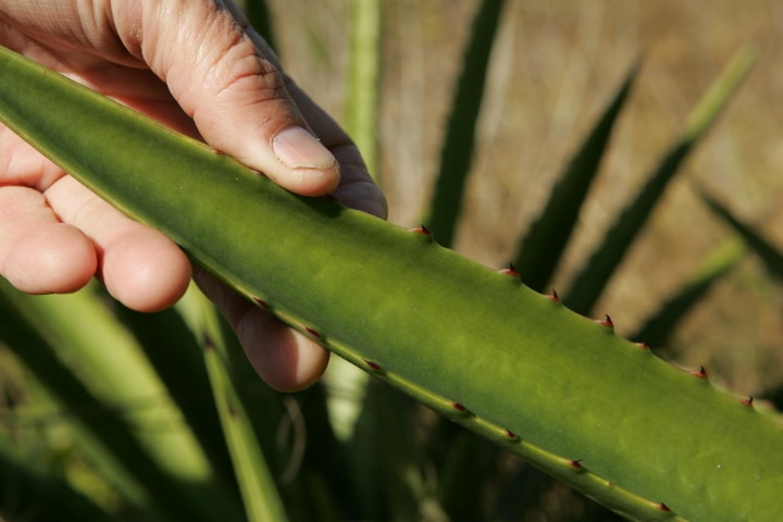 snapping the aloe vera leaf