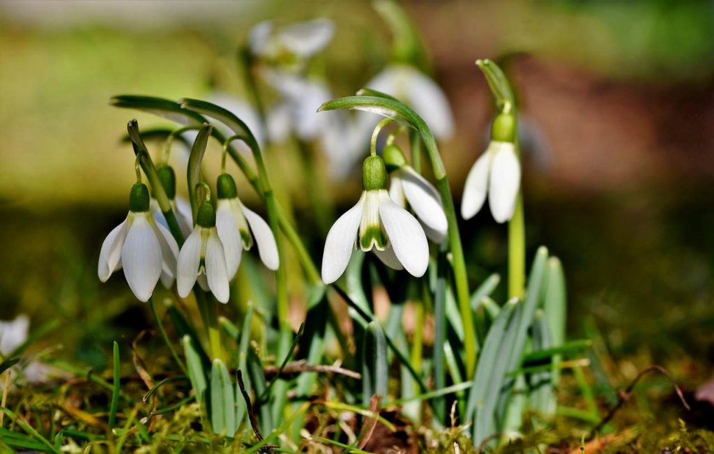 snowdrops