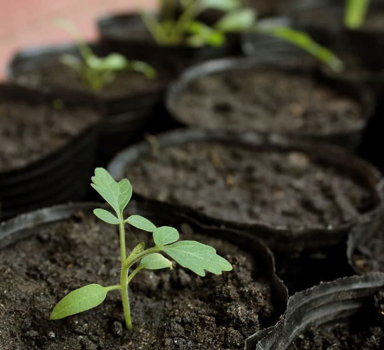 Yarrow Easy Guide 13 Yarrow Flower Types & How to Grow Them