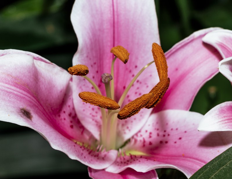 stargazer lily