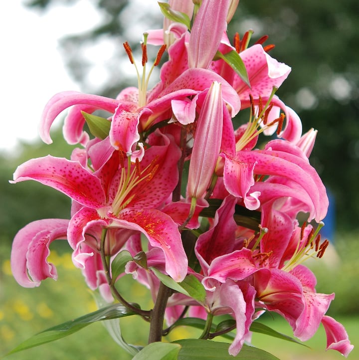 stargazer oriental hybrid lily fower