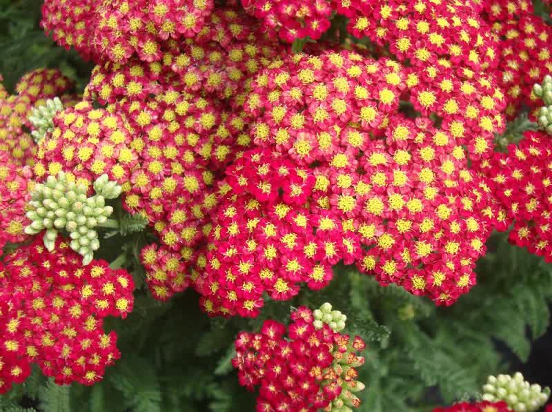 strawberry seduction yarrow