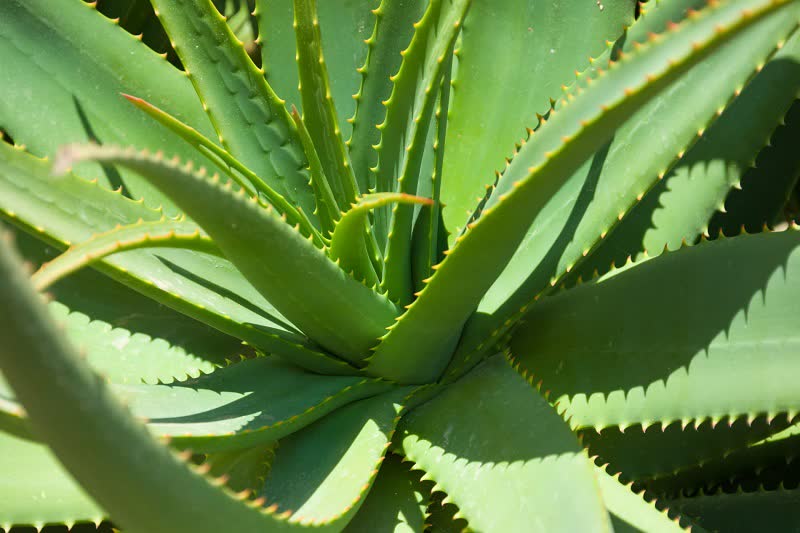 succulent plants aloe vera 1