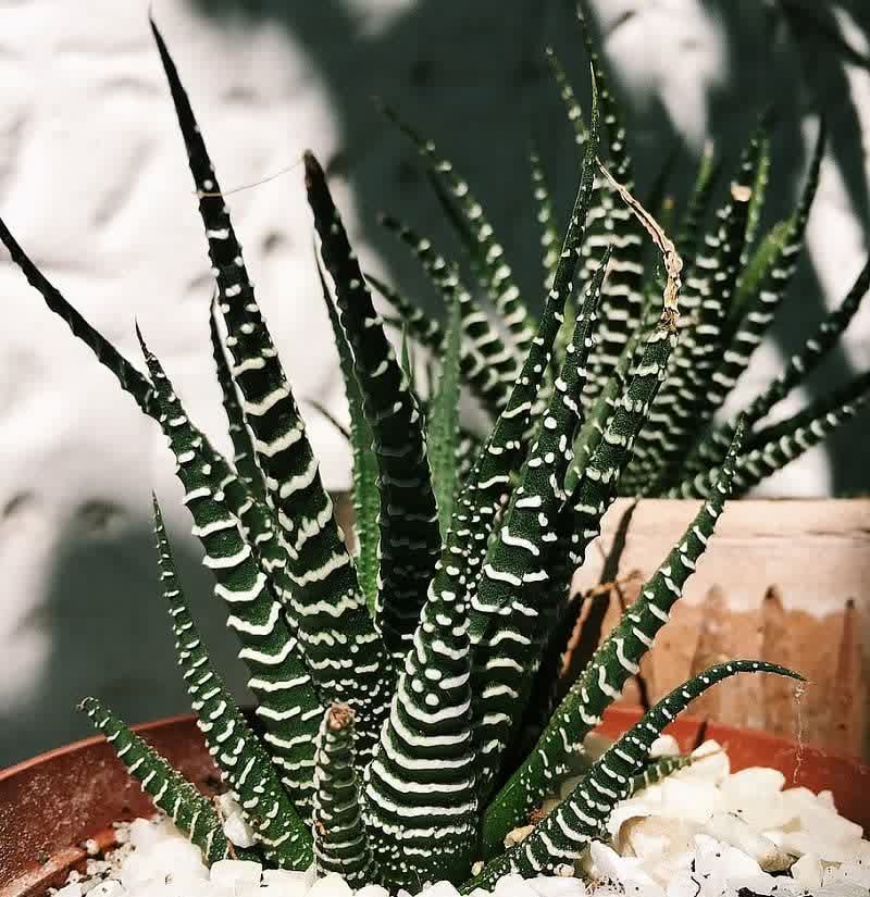 succulent zebra hawthornia