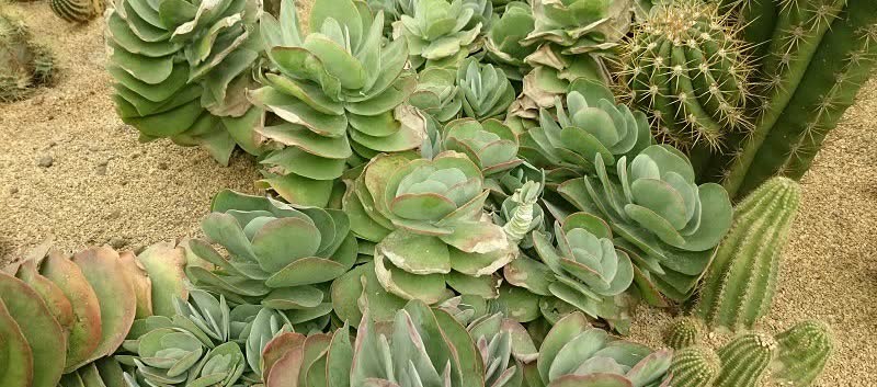 succulents paddle plant