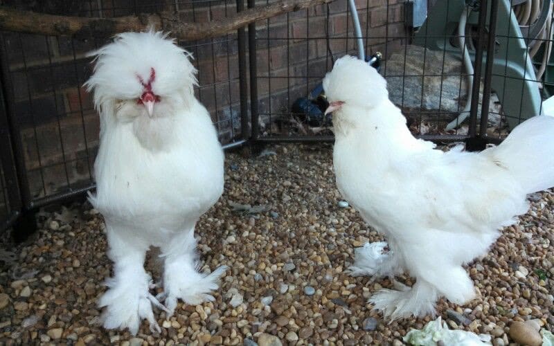 sultan chicken breeds