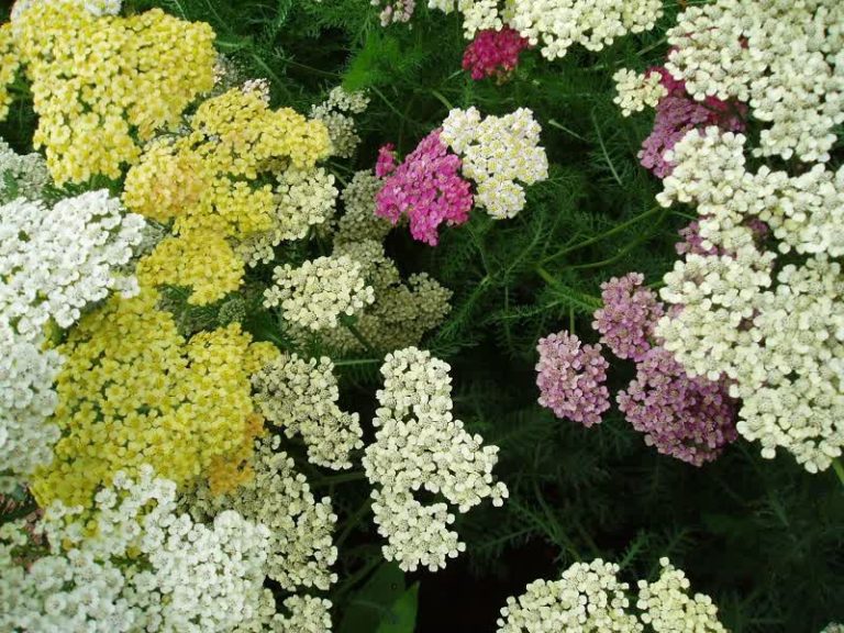 Yarrow Easy Guide 13 Yarrow Flower Types & How to Grow Them