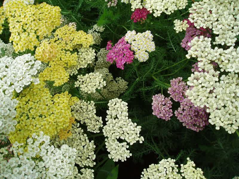 summer pastels achillea yarrow