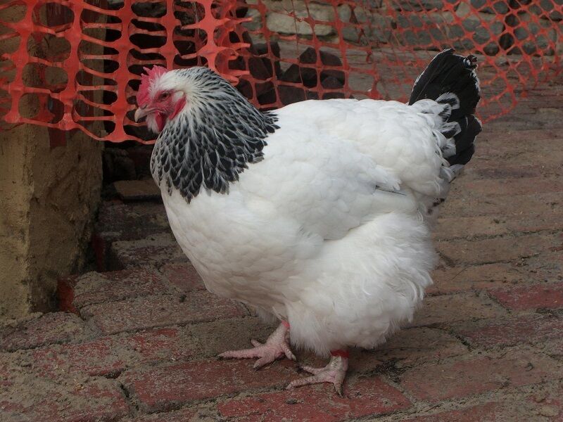 sussex chicken breed