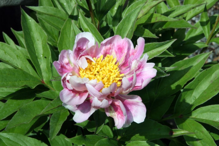 sweet marjorie peony