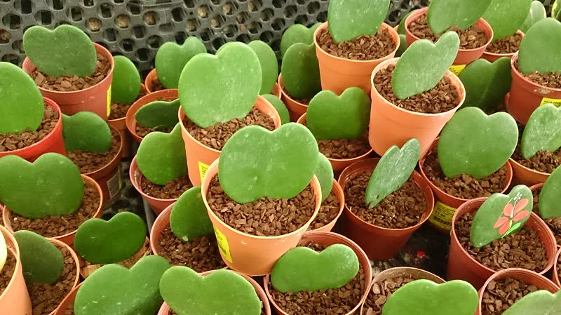 sweetheart hoya succulent plant 1