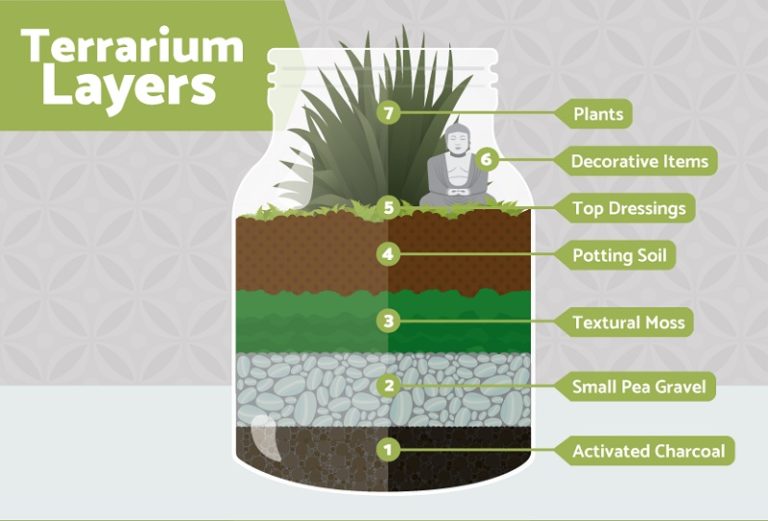 Terrarium A Complete Guide on Terrarium Plants, Ideas & Building Kits