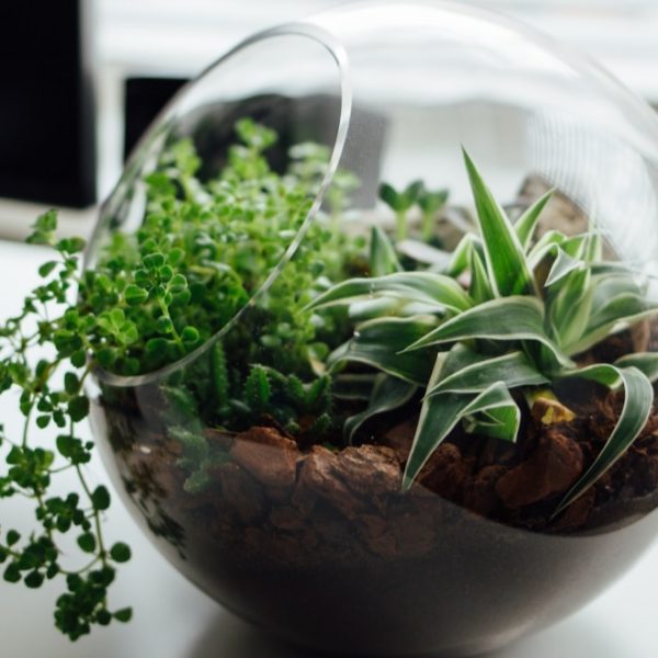 terrarium on top of the table