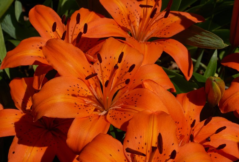 tiger lilies