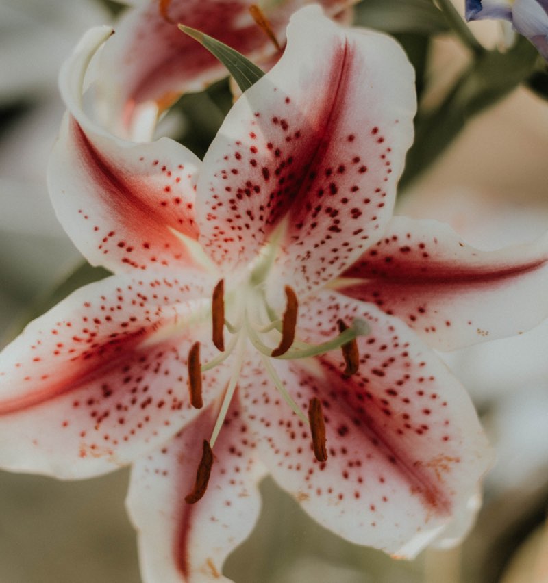 tiger lily flower