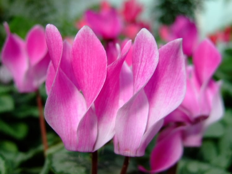 toxic cyclamen plants for cats