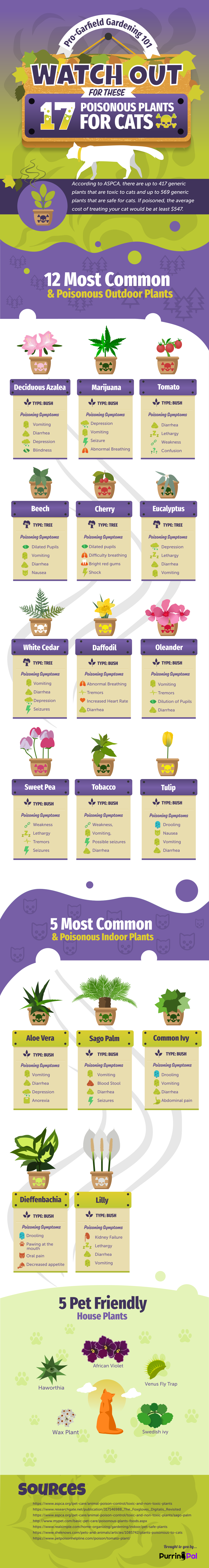 Toxic Plants for Cats Infographics