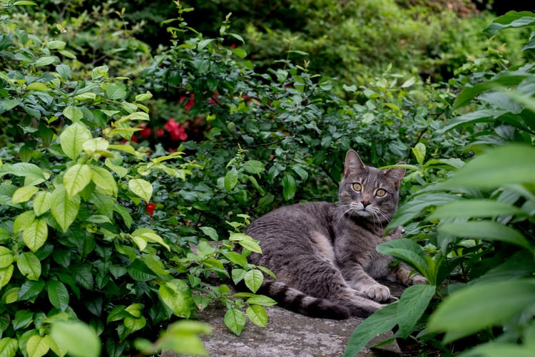 19 Toxic Plants for Cats (and Other Pets) to Watch Out For